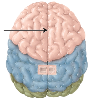 <strong>The structure indicated by the arrow is the </strong> A) Central sulcus B) Lateral sulcus C) Transverse fissure D) Longitudinal fissure