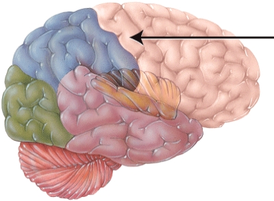 <strong>The structure indicated by the arrow is primarily involved with which of the following? </strong> A) smell B) vision C) motor control D) sensory perception