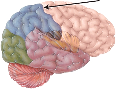 <strong>This structure separates what two cerebral lobes? </strong> A) temporal and parietal B) frontal and parietal C) temporal and occipital D) occipital and parietal