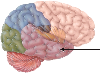 <strong>This structure is separated from the frontal lobe by the </strong> A) central sulcus. B) falx cerebri. C) lateral cerebral sulcus. D) transverse fissure.