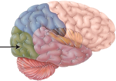 The structure indicated by the arrow is primarily involved in vision.