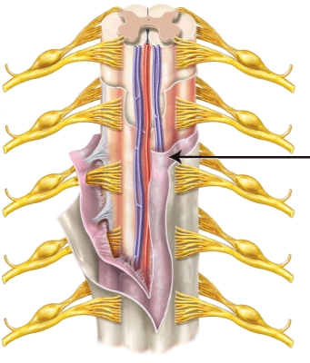 The meninx indicated by the line is the _____.
