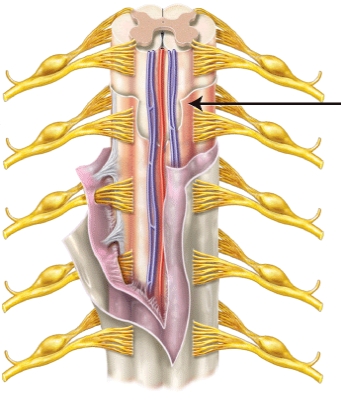 The meninx indicated by the line is the _____.  