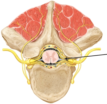 The part of the spinal cord indicated by the line is the _____