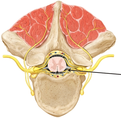 The part of the spinal cord indicated by the line is the _____