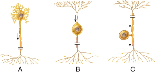 The name of the cell type indicated by the (c) in the diagram is: _____.