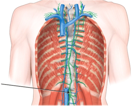 <strong>This structure serves as the beginning of the _____. </strong> A) azygos vein B) thoracic duct C) left bronchomediastinal trunk D) right lymphatic duct