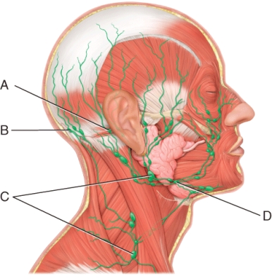 <strong>Which of the following lymph nodes is responsible for draining the chin, lips, nose, nasal cavity, cheeks, gums, inferior surface of palate, and anterior portion of tongue? </strong> A) A B) B C) C D) D