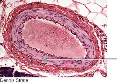 <strong>This blood vessel tissue layer is most responsible for </strong> A) regulating blood flow and blood pressure B) helping to limit the loss of blood when vessels are damaged C) regulating the diameter of the lumen wall D) All of the choices are correct.