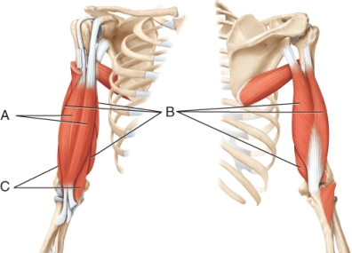 What muscle is indicated by line B?  <div style=padding-top: 35px> 