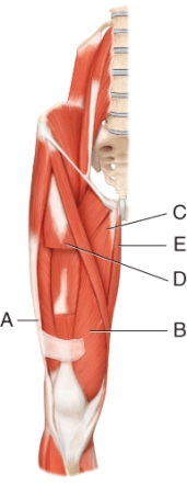 What muscle is indicated by line B?  <div style=padding-top: 35px> 