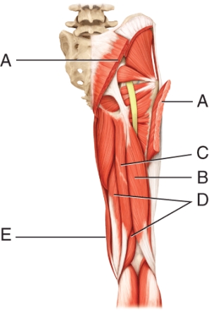 What muscle is indicated by line D?