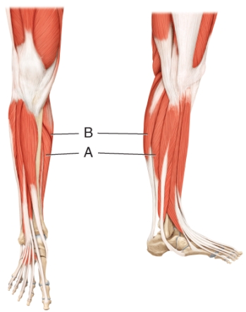 <strong>What is the principal action of the muscle indicated by line B?  </strong> A) flexes great toe B) flexes thumb C) dorsiflexes foot D) flexes leg E) flexes toes <div style=padding-top: 35px> 