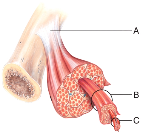 The connective tissue covering this structure labeled B is the