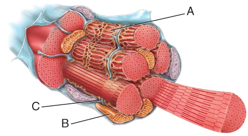 Identify this organelle of the muscle fiber (cell) labeled B.