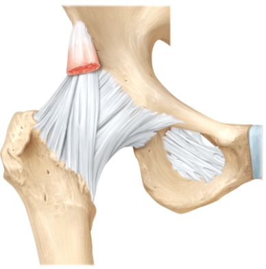 The line is pointing to the _____ ligament.  <div style=padding-top: 35px> 