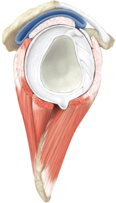 Name the joint shown below.  <div style=padding-top: 35px> 