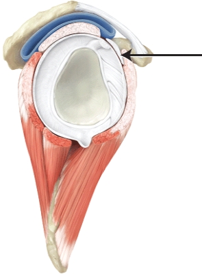 The line is pointing to the _____ ligament.]  <div style=padding-top: 35px> 