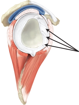 The line is pointing to the _____ ligaments.  <div style=padding-top: 35px> 