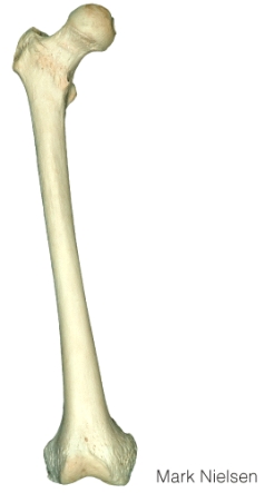 <strong>This is an ______ view of the _____. </strong> A) anterior; tibia B) posterior; tibia C) anterior; femur D) posterior; femur