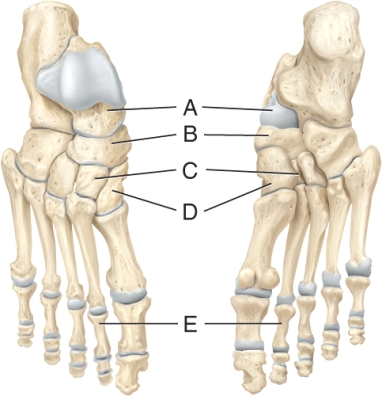 <strong>Identify the navicular bone. </strong> A) A B) B C) C D) D E) E