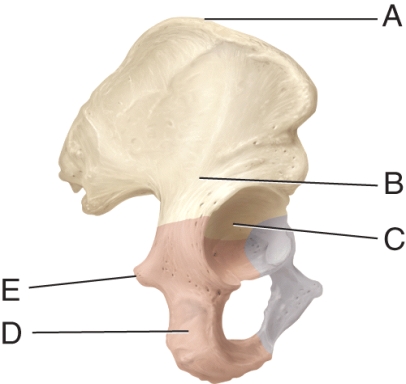 <strong>Identify the ischial tuberosity. </strong> A) A B) B C) C D) D E) E