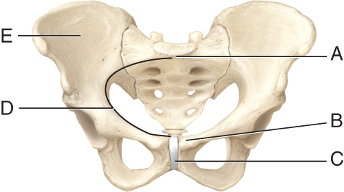 <strong>Which structure separates the true pelvis from the false pelvis? </strong> A) A B) B C) C D) D E) E