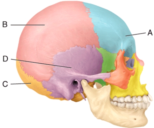 <strong>Which two cranial bones unite to form the lambdoid suture? </strong> A) A and B B) B and C C) D and E D) B and D E) A and D
