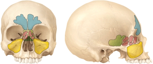 <strong>Which cranial bone does not contain a paranasal sinus? </strong> A) Sphenoid B) Frontal C) Ethmoid D) Maxilla E) Occipital