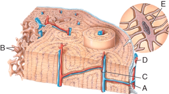 <strong>In the diagram of bone tissue, which label is on the central canal?  </strong> A) A B) B C) C D) D E) E <div style=padding-top: 35px> 