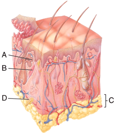 Name the structure indicated by A.