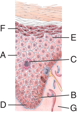 Identify the specific layer in which cells begin dying. Dermis