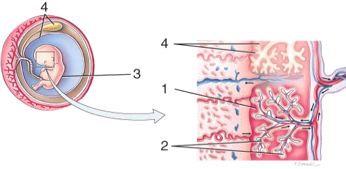 <strong>On the diagram, 3 is pointing to </strong> A) intervillous space B) fetal blood vessels C) umbilical cord D) chorionic villi