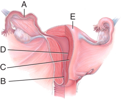 The letter D is pointing to the layer in which the _____ implants.