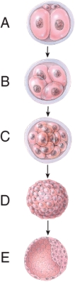 Name the structure indicated by the pointer on structure E. Into what does this develop?
