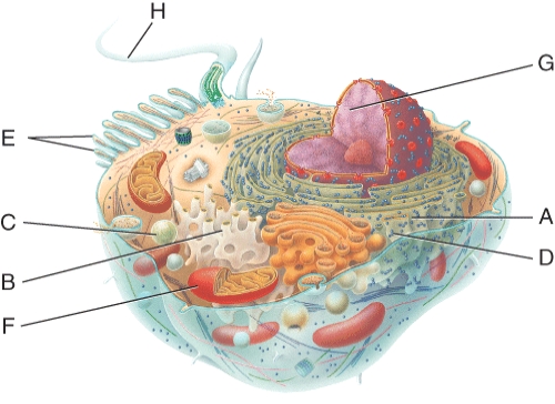 <strong>Which letter identifies the rough endoplasmic reticulum? </strong> A) A B) B C) E D) H