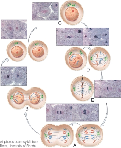 <strong>In which phase are chromosomes visible as 46 structures that are not aligned? </strong> A) A B) B C) C D) D E) E