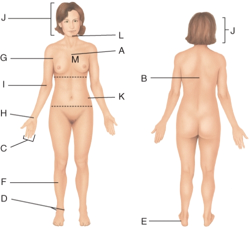 <strong>Which letter is pointing to the patellar region? </strong> A) F B) I C) A D) L