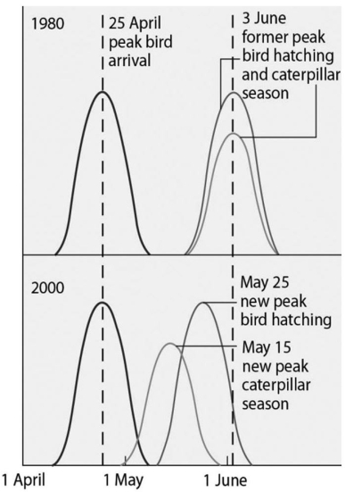 Figure 42.3 Use the graph in Figure 43.3 and the information provided in the paragraph below to answer the following questions. Flycatcher birds that migrate from Africa to Europe feed their nestlings a diet that is almost exclusively moth caterpillars.The graph in Figure 43.3 shows the mean (peak)dates of bird arrival,bird hatching,and caterpillar season for the years 1980 and 2000. -The shift in the peak of caterpillar season between 1980 and 2000 is most likely due to