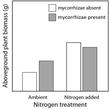 Please use the following information to answer the questions below. A scientist conducts an experiment to quantify the effect of mycorrhizae and soil nitrogen levels on plant growth in a grassland.The experiment has four treatments: (1)mycorrhizae present and ambient levels of nitrogen, (2)mycorrhizae present and nitrogen added, (3)mycorrhizae absent and ambient levels of nitrogen,and (3)mycorrhizae absent and nitrogen added.After four weeks,the scientist removes the aboveground plant material for weighing.    Figure 42.4 -What is the dependent variable in the experiment shown in Figure 42.4?