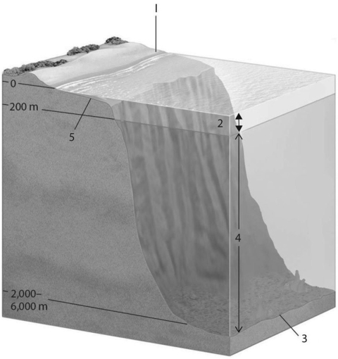 Figure 40.2 shows a generalized cross section of the marine environment with various zones labeled with letters.Choose the number that best answers the question(s). Figure 40.2 -Which zone has the lowest biomass per unit of volume?