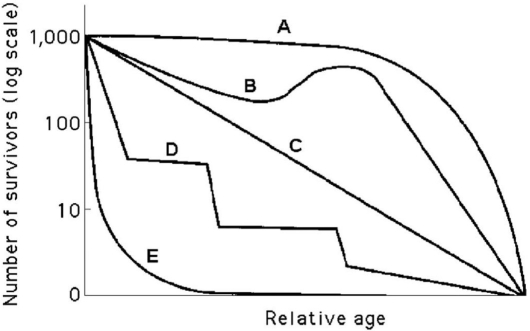<strong> Figure 40.3 In Figure 40.3,which curve best describes survivorship in marine molluscs?</strong> A)A B)B C)C D)D E)E