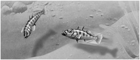 <strong> Figure 39.3 In the territorial behavior of the stickleback fish,the red belly of one male that elicits attack from another male is functioning as a</strong> A)pheromone. B)sign stimulus. C)fixed action pattern. D)hormone.