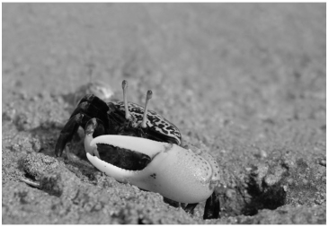 <strong> Figure 39.4 The behavior of most animals is influenced by the periods of daylight and darkness in the environment.Fiddler crabs' courtship behaviors are instead synchronized by the 29 1/2-day cycle of the moon.What is the adaptive significance of using lunar cues?</strong> A)The fiddler crab courtship ritual is highly visual,so individuals need the light of the full moon to be able to observe courtship displays. B)Egg maturation in fiddler crab females takes 29 1/2 days. C)By courting at the full and new moon,fiddler crabs link their reproduction to the times of the highest tides that disperse their larvae to safer,deeper waters. D)The algae that larval fiddler crabs consume for energy and metabolism bloom on a monthly cycle,so recently hatched larvae have plenty to eat during a crucial time of their lives. E)It takes about 29 days for a fiddler crab to reach sexual maturity.