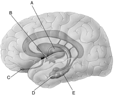 <strong> Figure 38.1 A person is having trouble deciphering emotions.Which structure labeled in Figure 38.1 would be affected?</strong> A)A B)B C)C D)D E)E