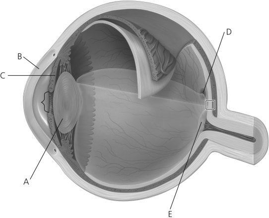 -Macular degeneration is a medical condition that results in no vision or blurred vision at the center of the visual field and can be caused by aging,smoking,and hypertension.What structure is most affected in macular degeneration?