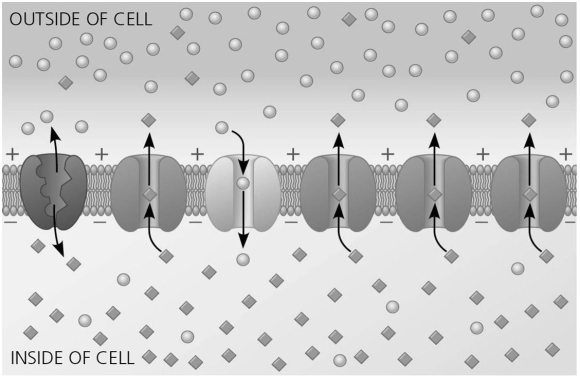   Figure 37.2 -Figure 37.2 shows many proteins in a neuron membrane.The first protein on the left is a sodium-potassium pump.What would happen if this protein became blocked and thus unable to function?