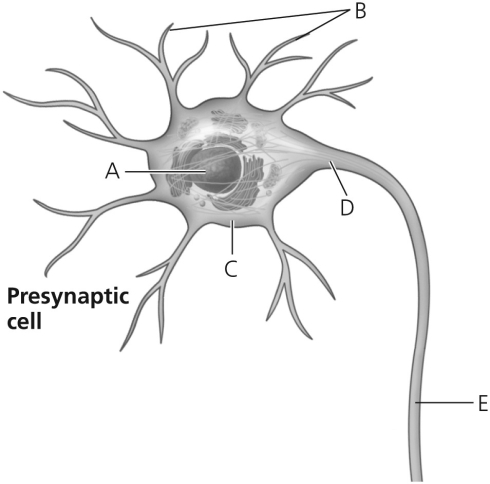   Figure 37.2 -Suppose you are designing a drug to prevent action potential generation in neurons without compromising the ability of a neuron to receive information.What structure in Figure 37.2 should the drug target?