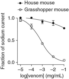 <strong>Researchers injected bark scorpion venom in mouse neurons (both a common house mouse and the southern grasshopper mouse)and measured the flow of sodium ions across the cell membrane.Their data are shown below. Based on these data,what effect do you think the venom is having on the grasshopper mouse?</strong> A)The venom is blocking voltage-gated sodium channels. B)The venom is blocking voltage-gated potassium channels. C)The venom is opening voltage-gated sodium channels. D)The venom is opening voltage-gated potassium channels.