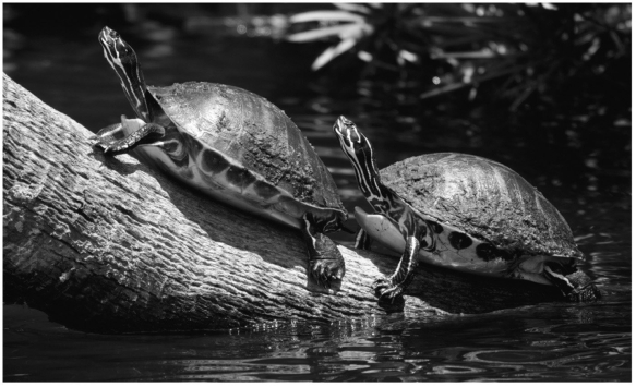 These turtles are sitting on a log being warmed by the sun and a warm breeze.What mode(s)of heat exchange are being used to warm their bodies?  